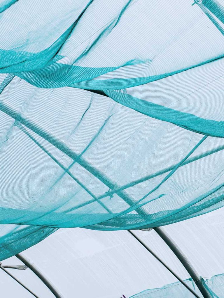 Intérieur serre spiruline