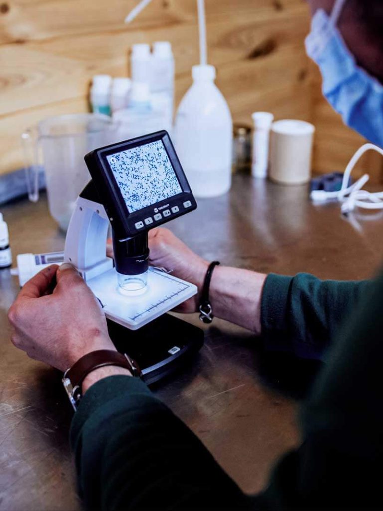 Test spiruline microscope